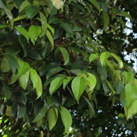 <i>Syzygium grande</i>  (Wight) Walp.